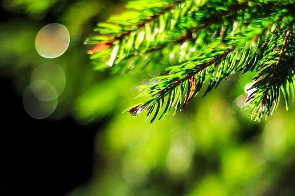 Shiny dew on a fir branch