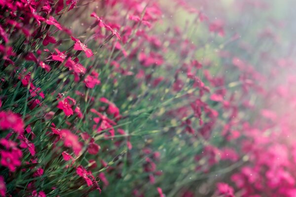 Fondo borroso de las flores Rosadas en el campo