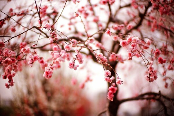 Sakura blüht mit wunderschönen Blumen