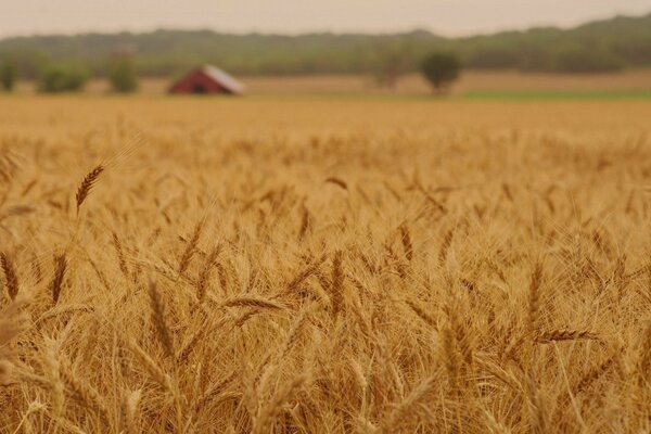 Campo de trigo con espigas inclinadas por la gravedad de los granos