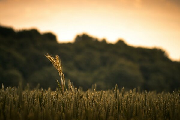 A lone spikelet of wheat in the field