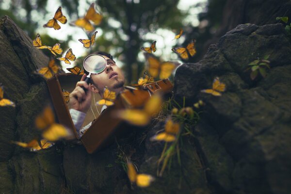 Papillon jaune Guy forêt