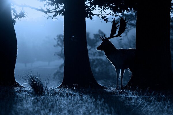 Nachtwald, Stille im Wald