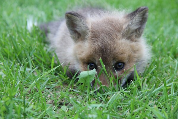 Little baby fox - fox cub