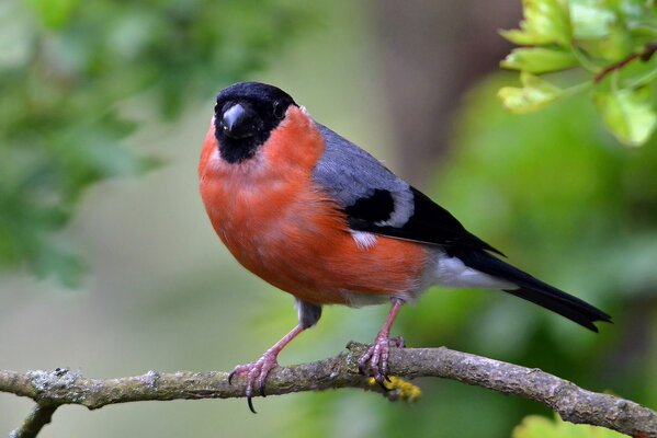 Bullfinch on a branch close-up