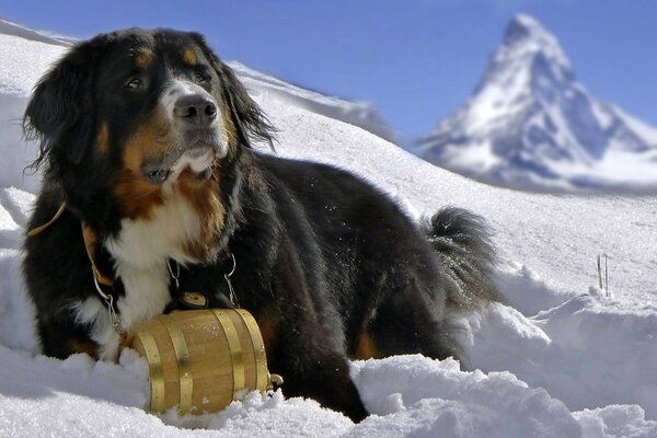 Bernese mountain dog rests in the snow in the mountains