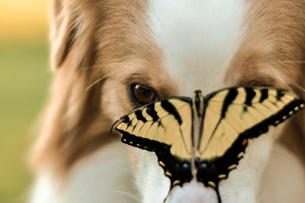 La mariposa no podía volar más allá de esta linda cara