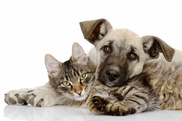 Foto carina di amici: gattino e cucciolo