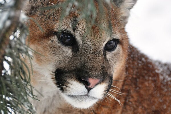 Beautiful photo of a cougar in the forest