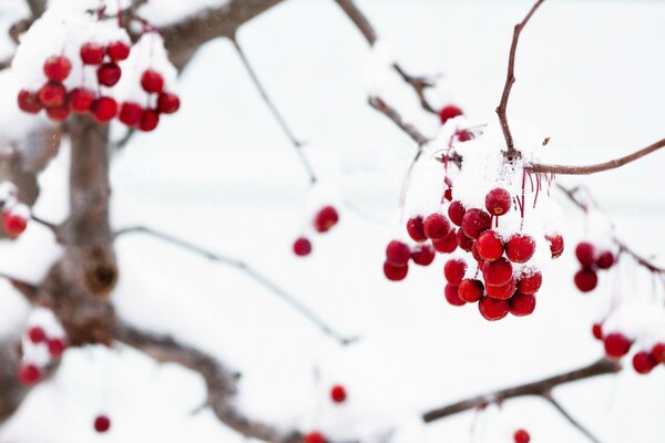 Rowan berries covered with snow