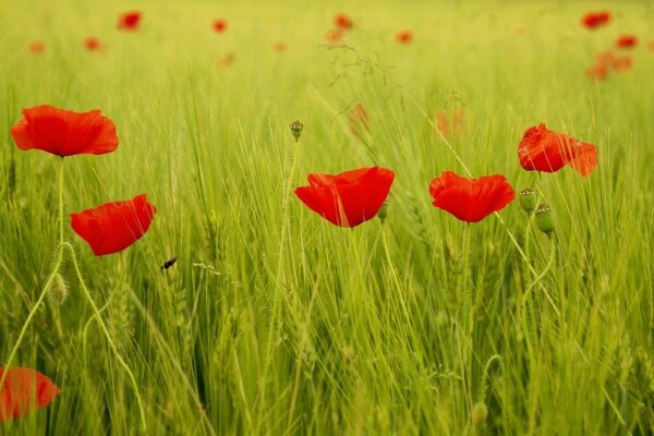 Coquelicot rouge dans un champ vert