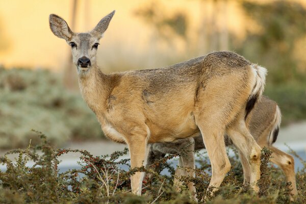 Une grâce incroyable et un regard de biche sur le sein de la nature