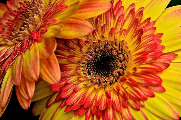 Screen saver made of gerbera flowers