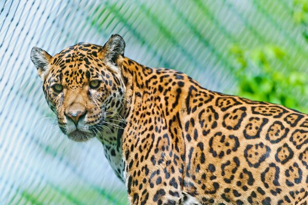 Majestic jaguar in all its glory