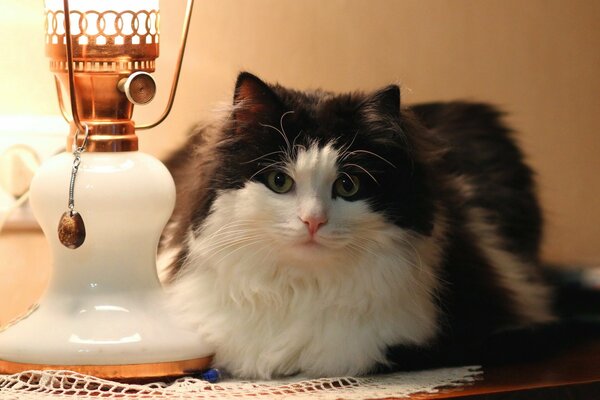 Gato peludo yace en la mesita de noche junto a la lámpara