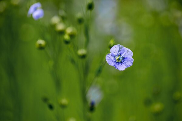 Blauer Flachs auf einem grünen Feld