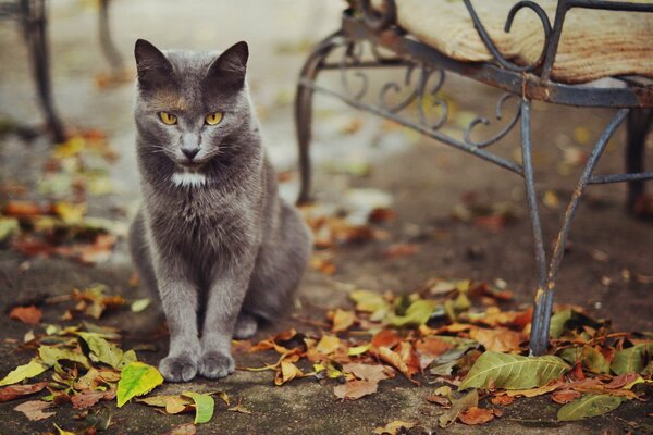 Eine anmutige Katze sitzt im Herbst neben einer Bank