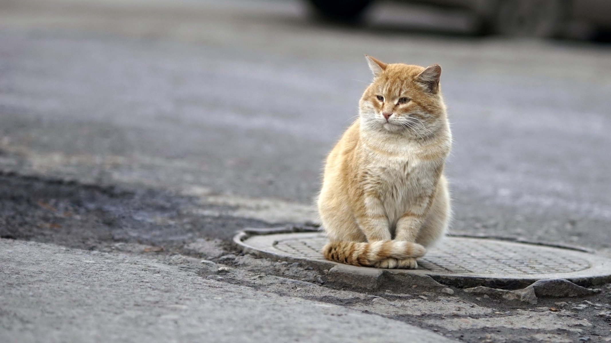 manhole cover guard cat