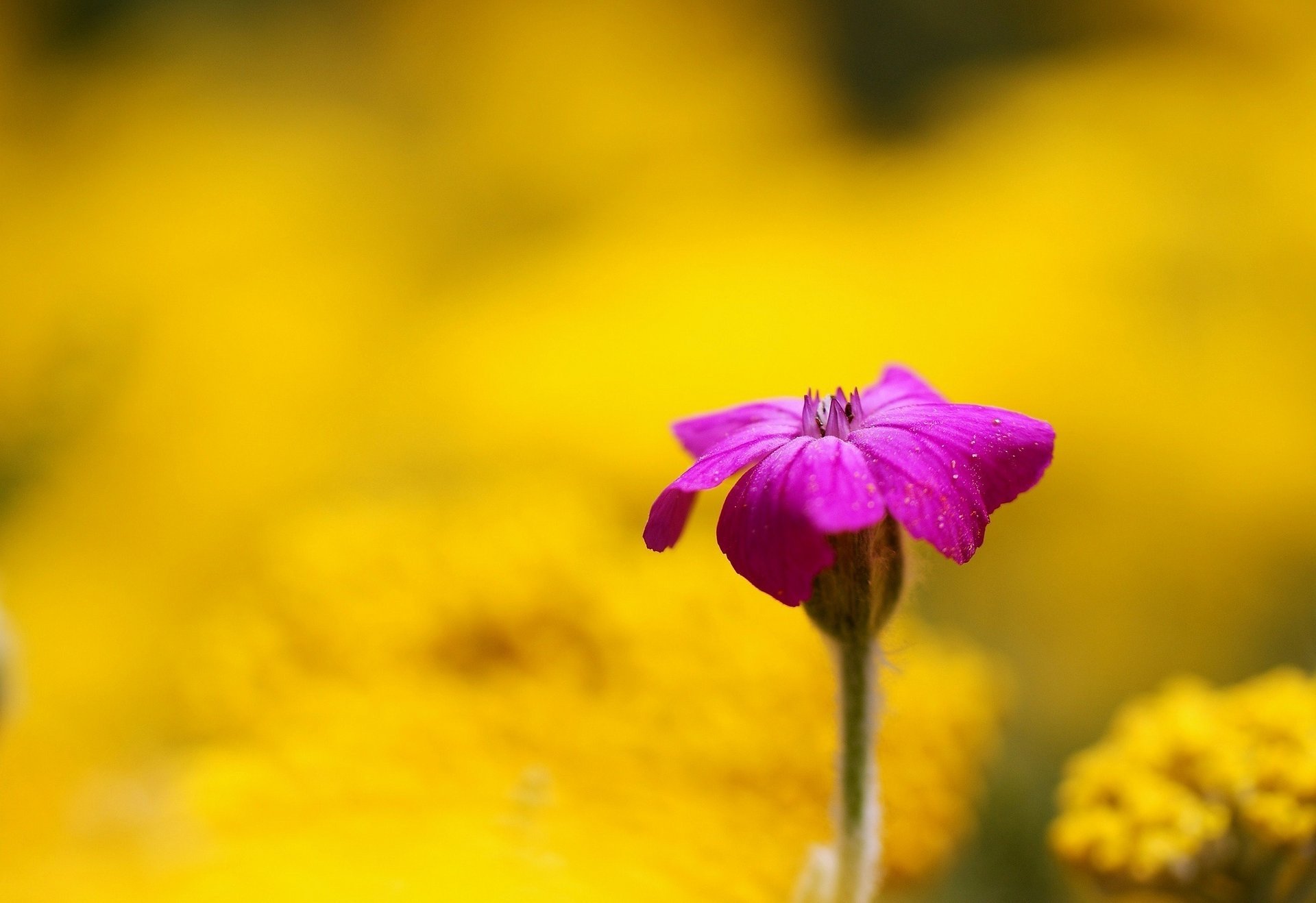 fleurs fond rose fleur flou jaune fond d écran