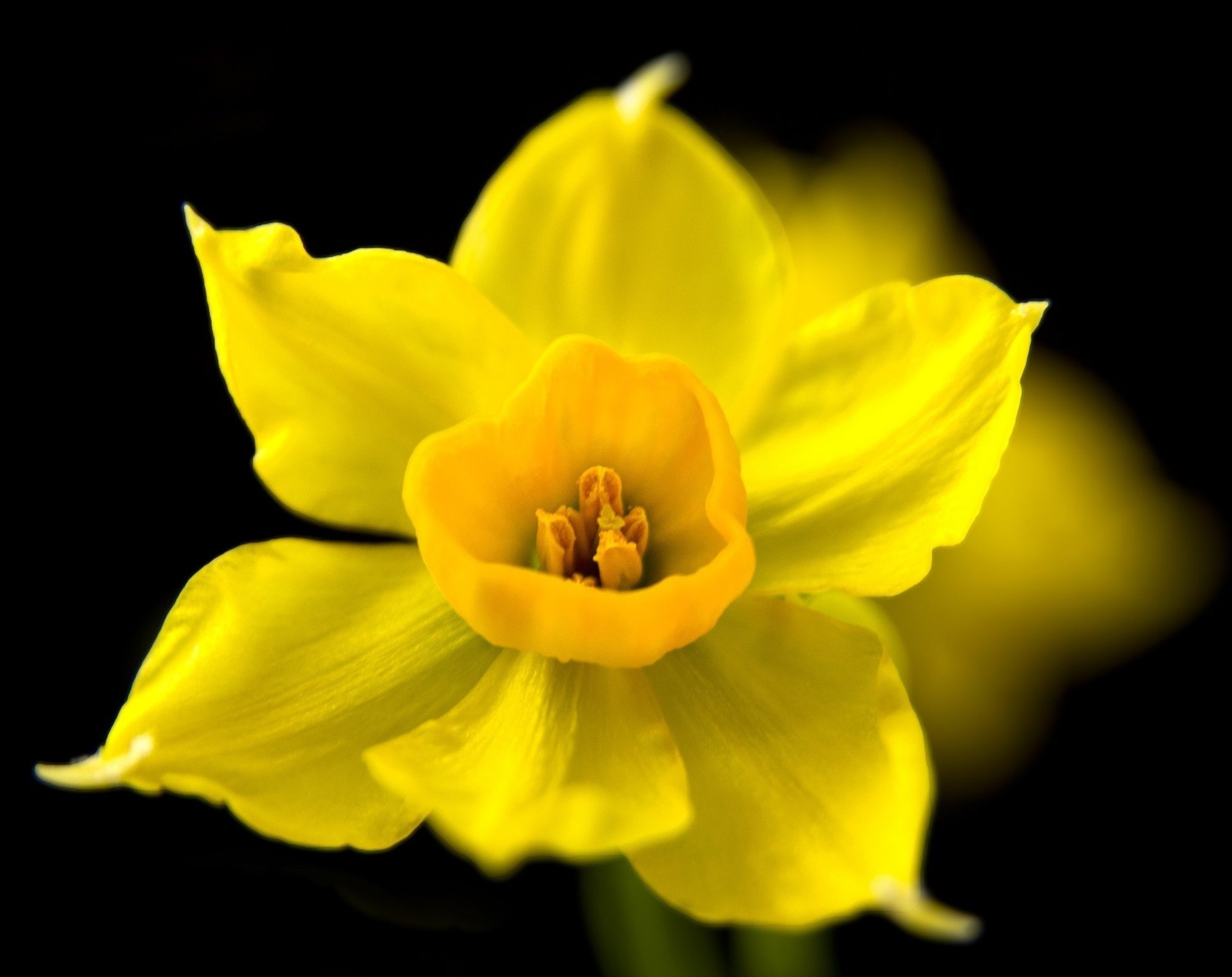 flower narcissus spring macro the dark background yellow