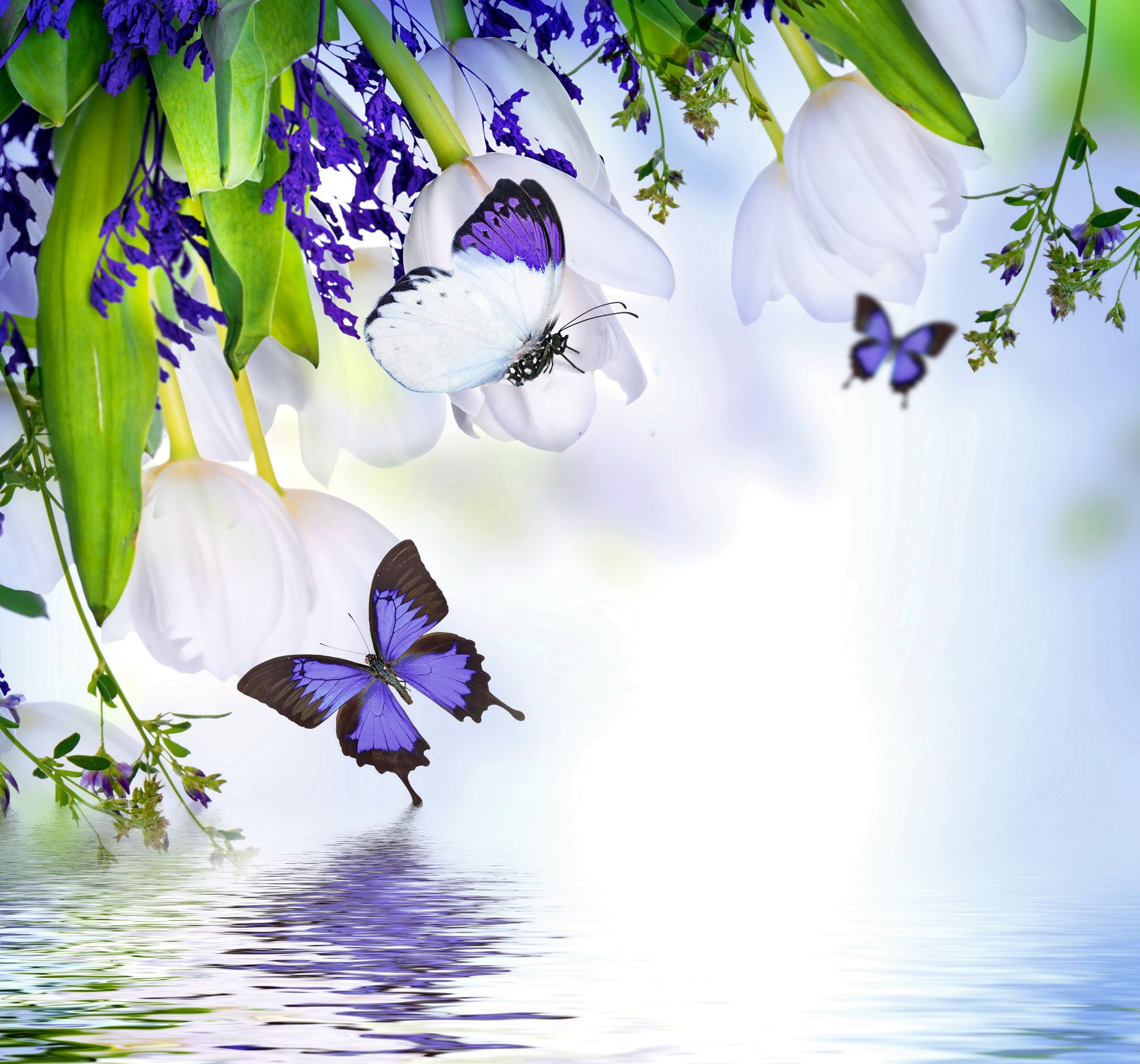 pring butterflies весна blossom reflection flowers tulips purple water