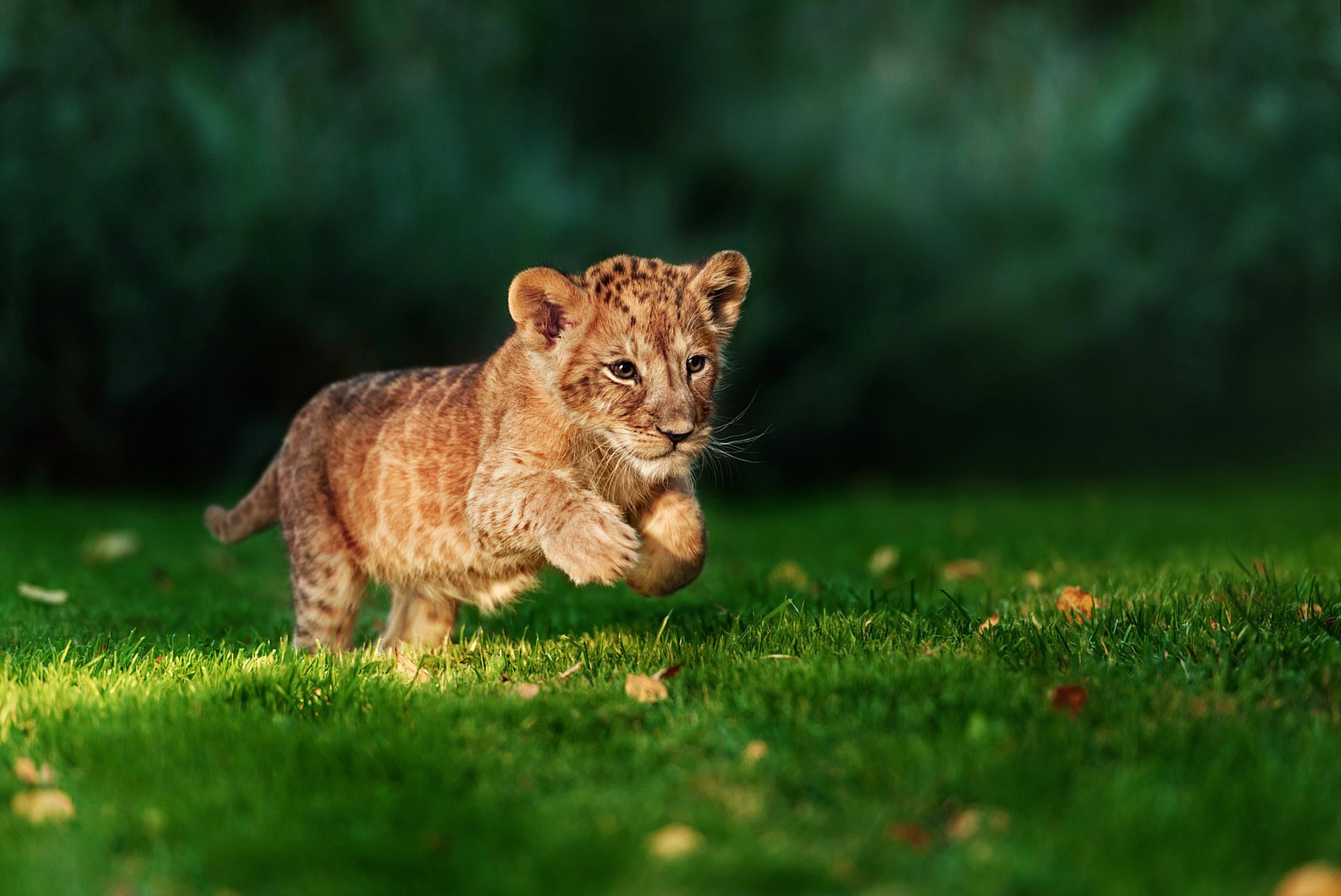 león cachorro de león depredador cazador