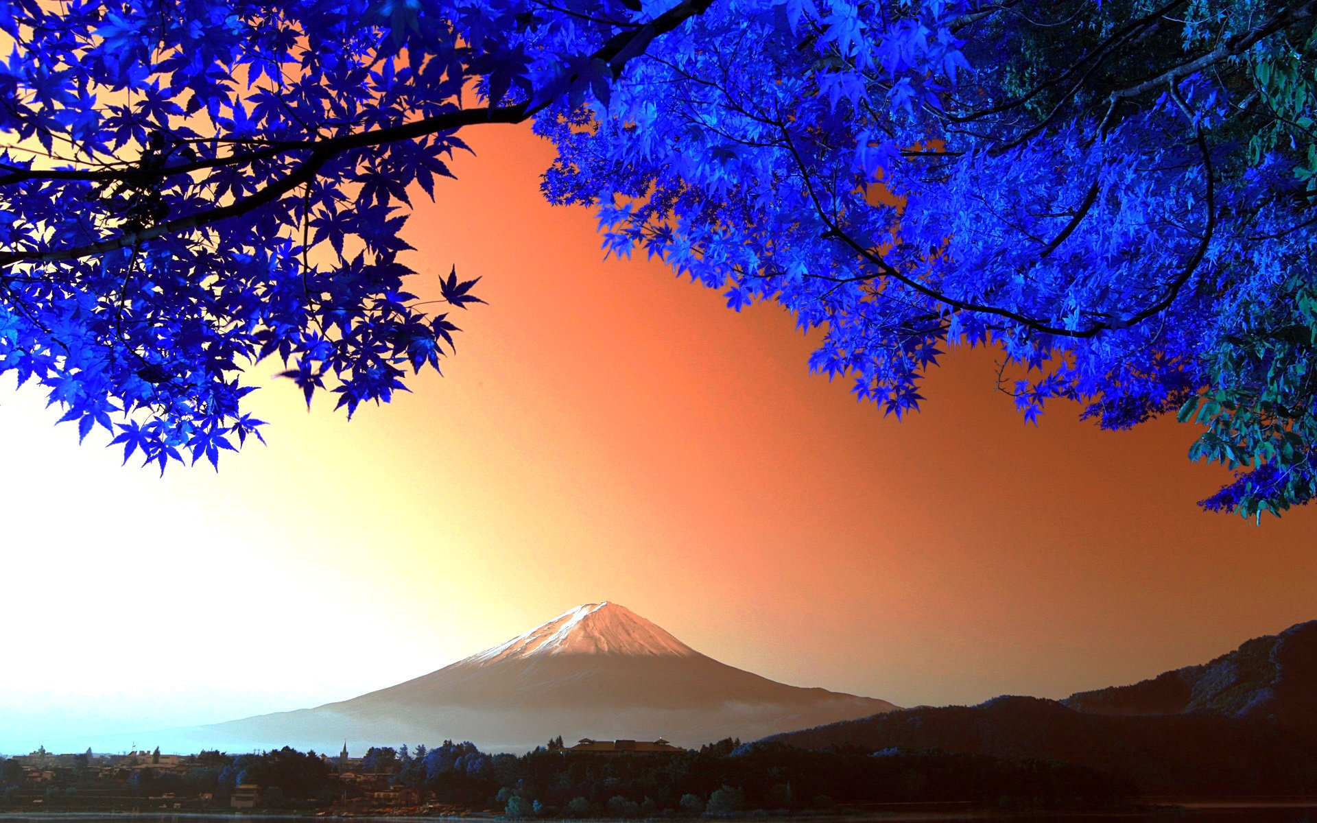 photographer japon fujiyama arbre montagne feuilles