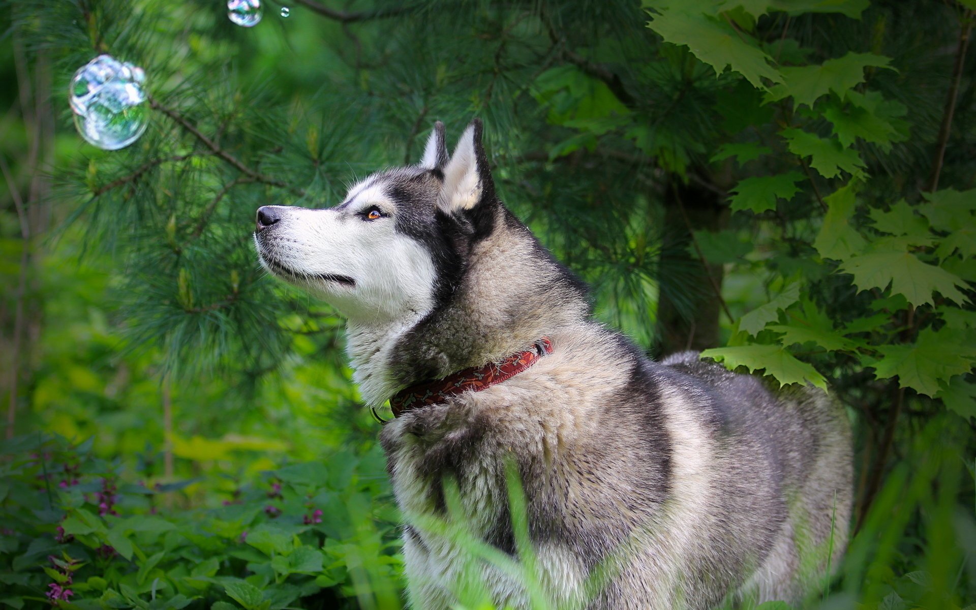 perro husky naturaleza burbuja mirada