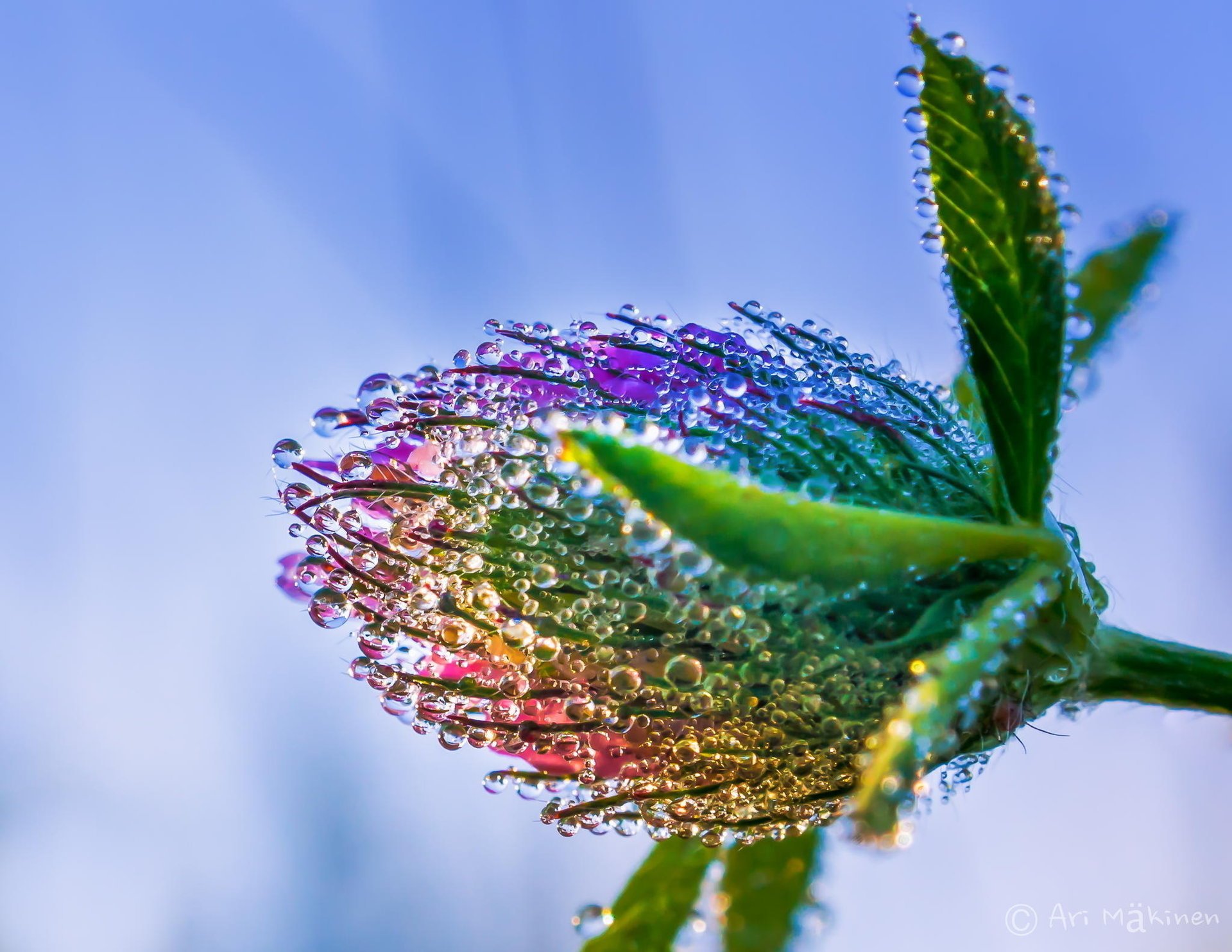 fiore macro gocce rugiada trifoglio