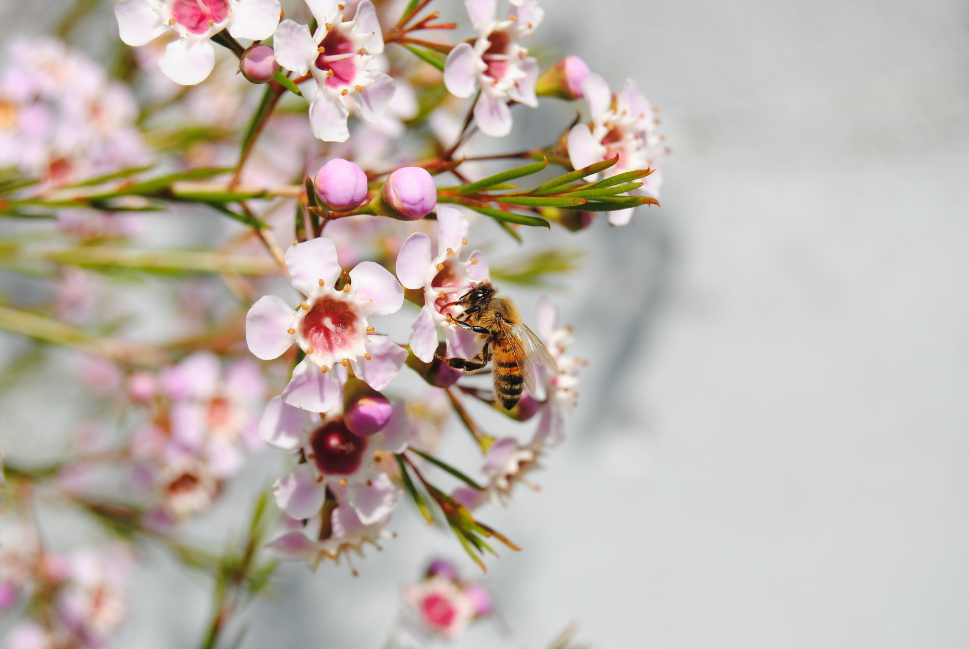 abeja flor blanco rosa naturaleza