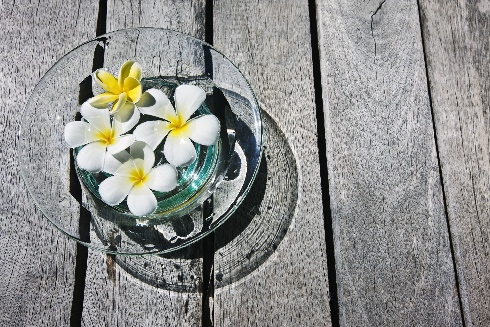 plumeria plumeria frangipanier fleurs fleurs