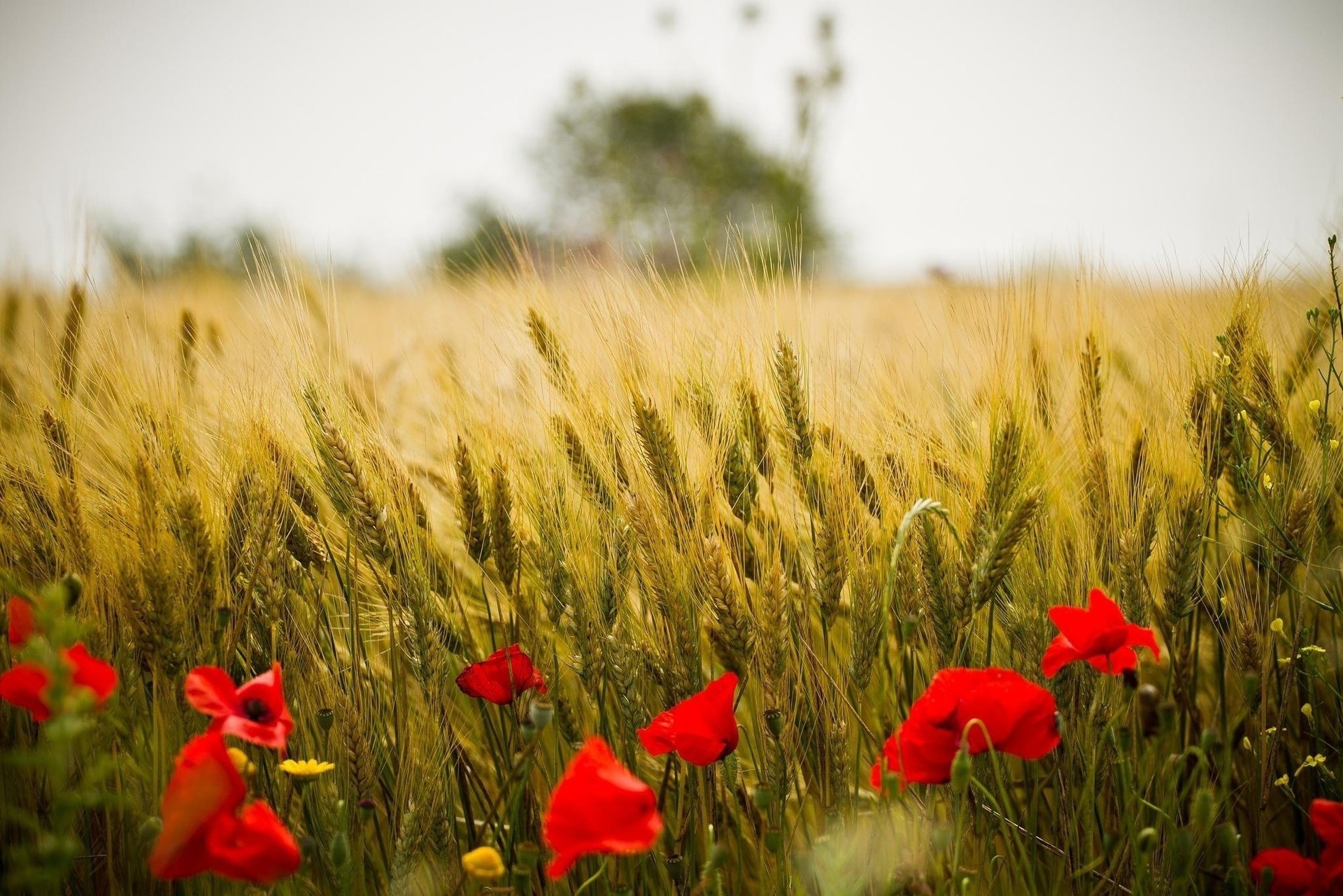 été blé pavot