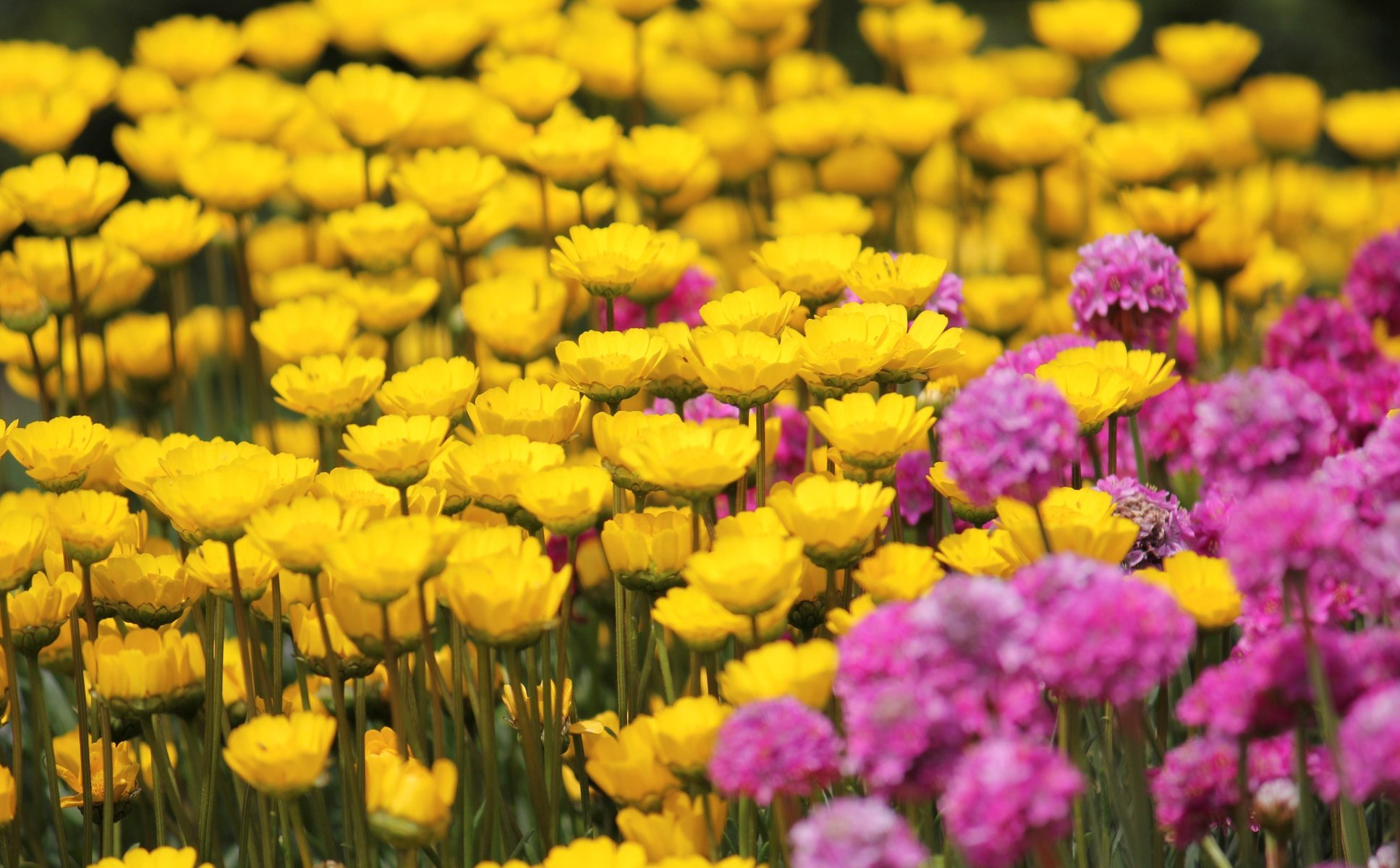 gelb blumen feld rosa blümchen tapete hintergrund