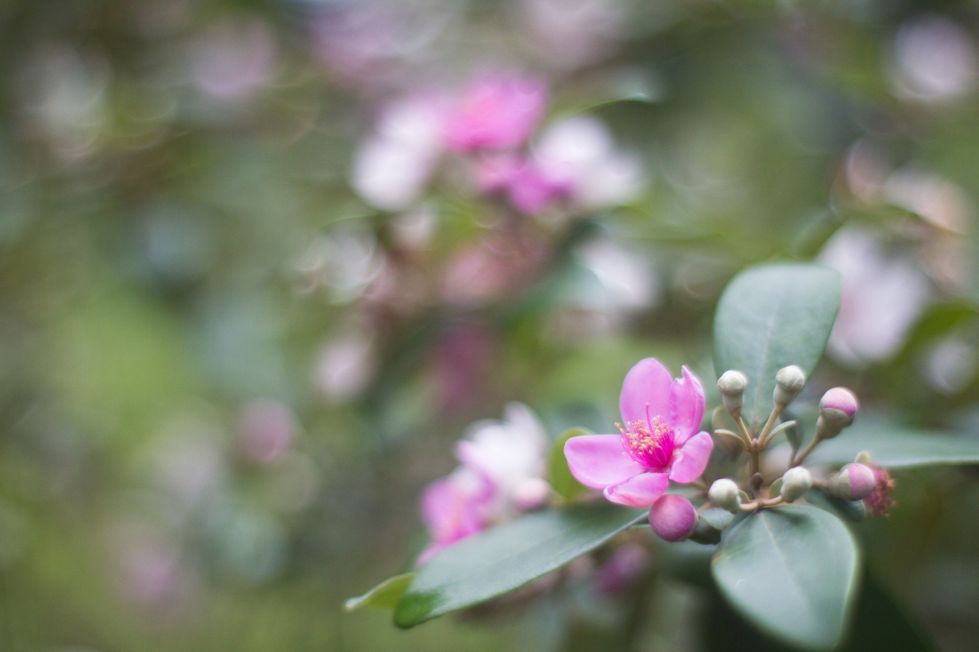 rodomyrt petali rosa fiore foglie boccioli