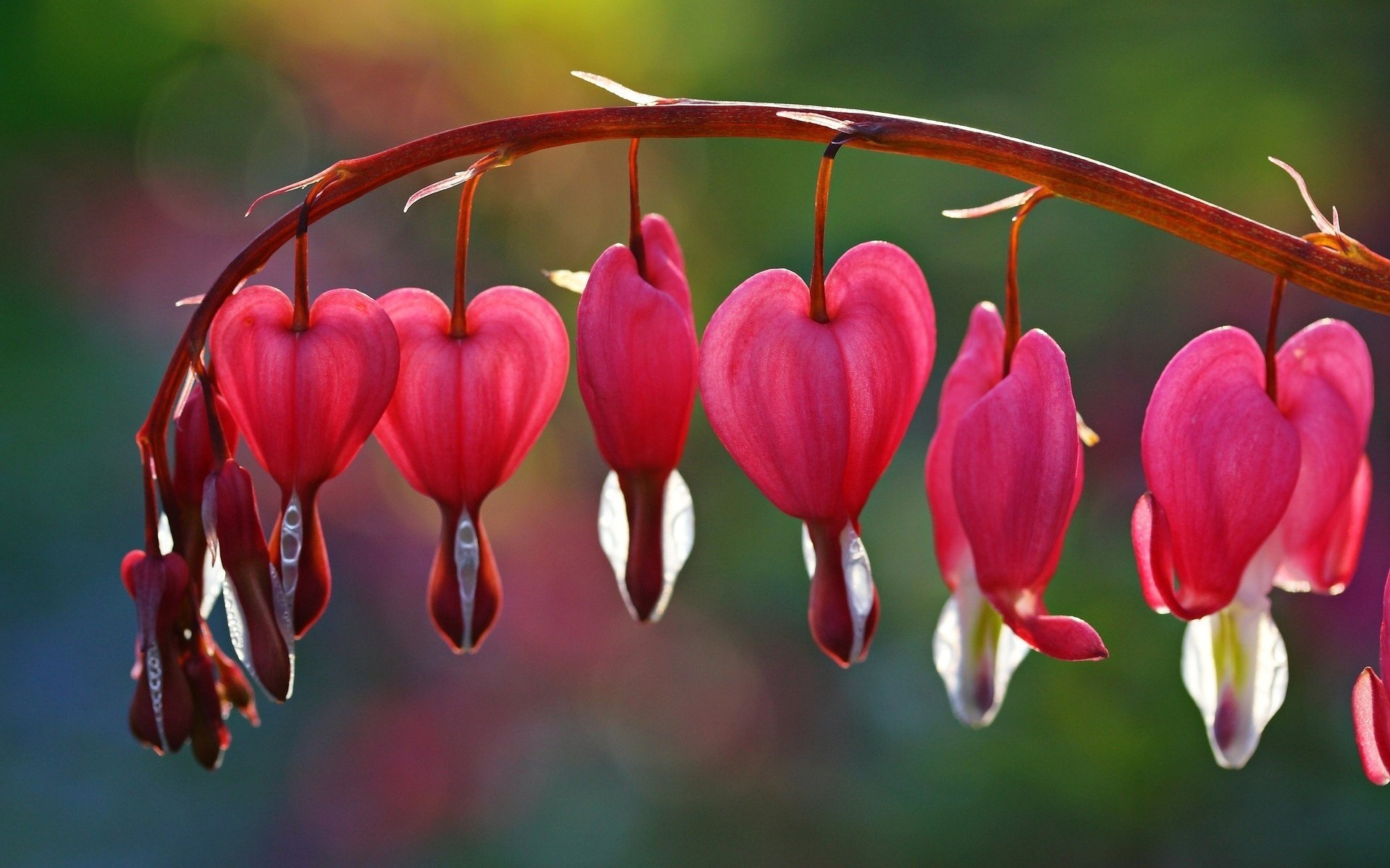 corazón roto flores rosa flores flor