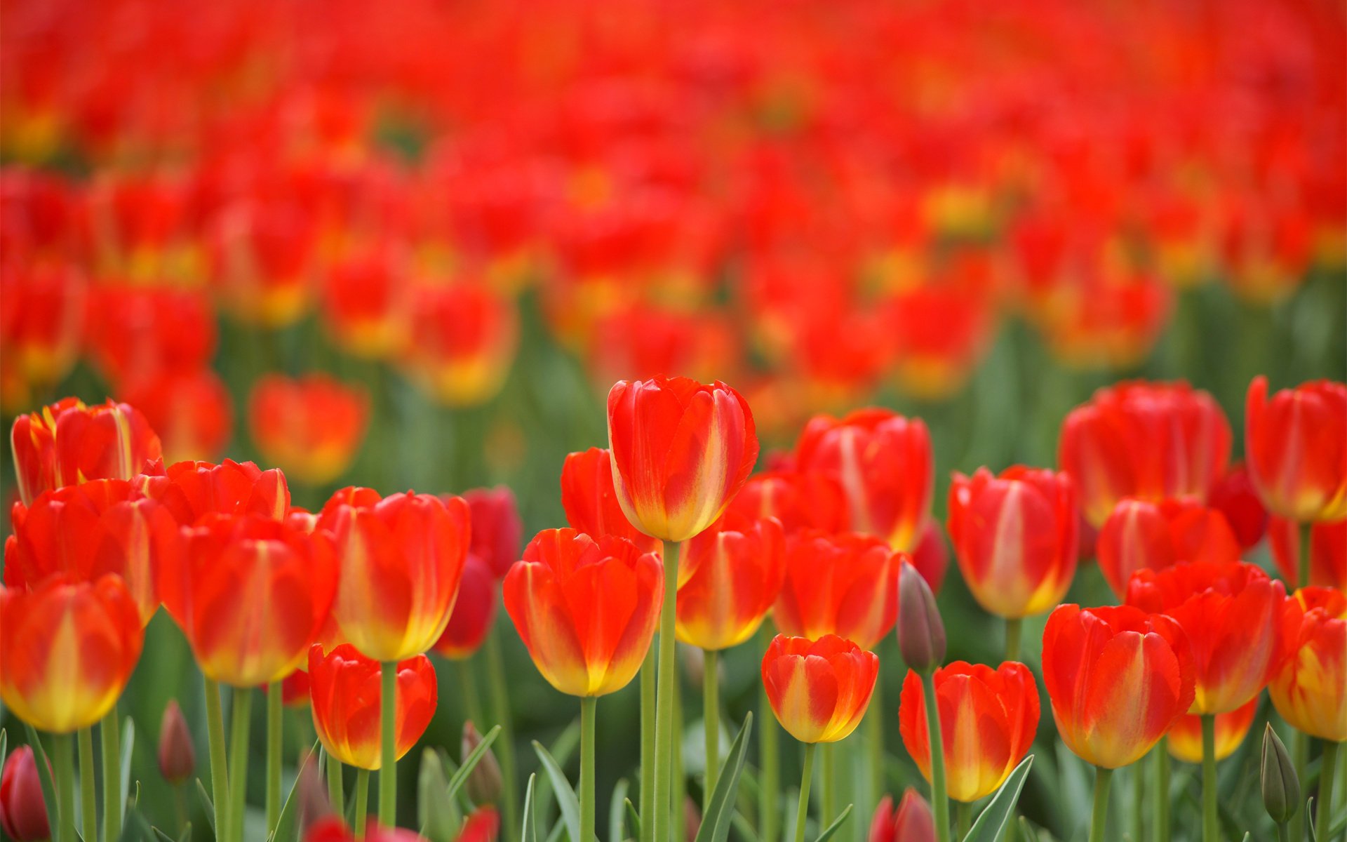 rot tulpen feld frühling blumen