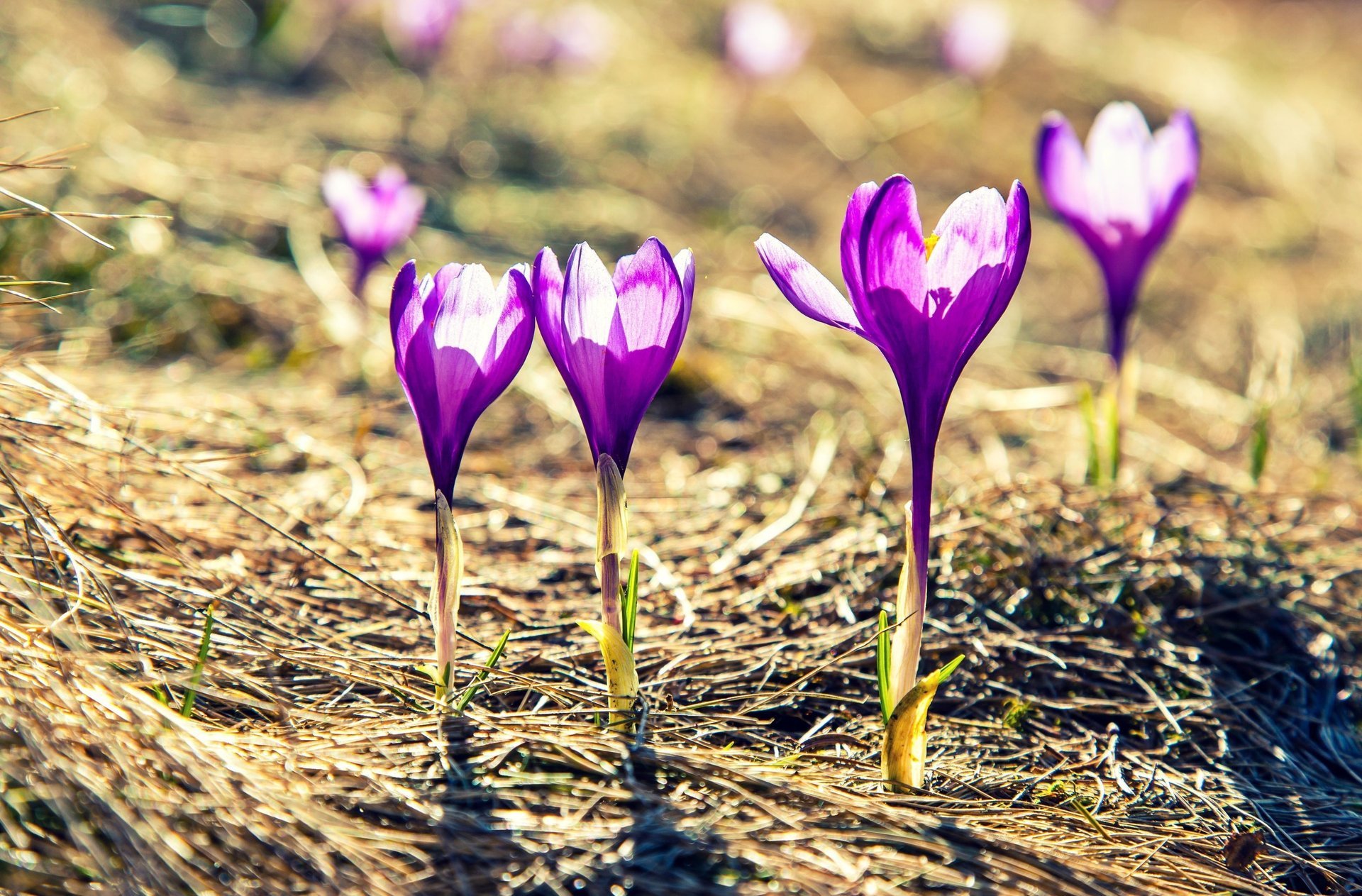 un beautiful flowers flowers purple flower