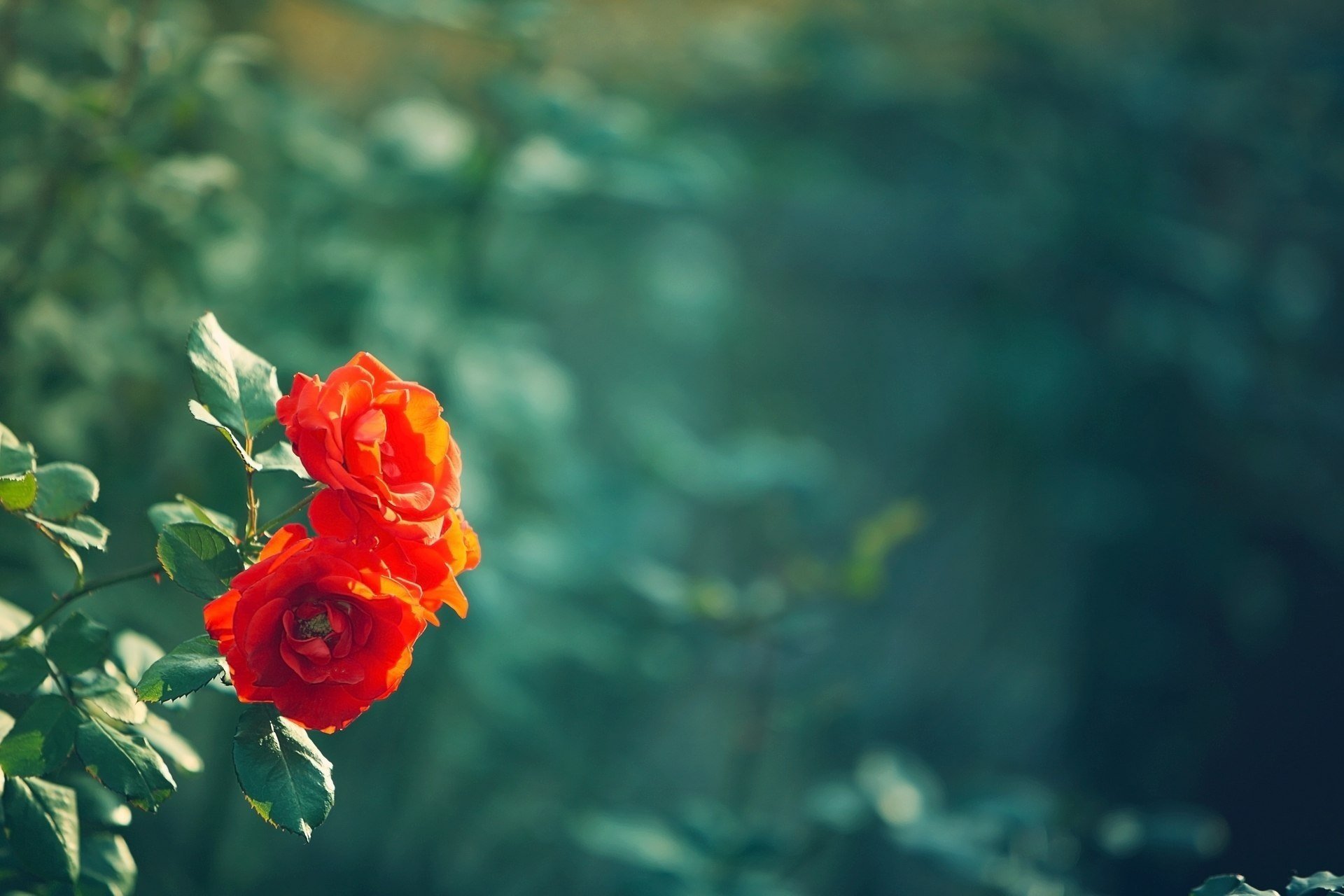 flowers leaves leaves red flowers leaf