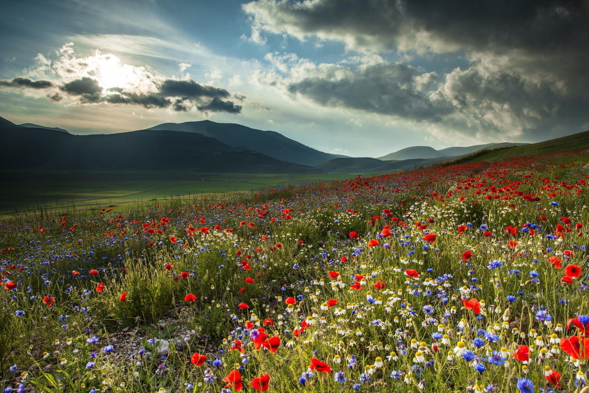 montagne fiori selvatici natura bellissimo