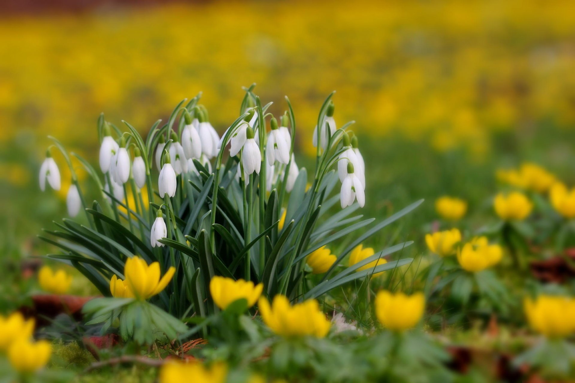 lichtung gelb frühling primeln schneeglöckchen blumen