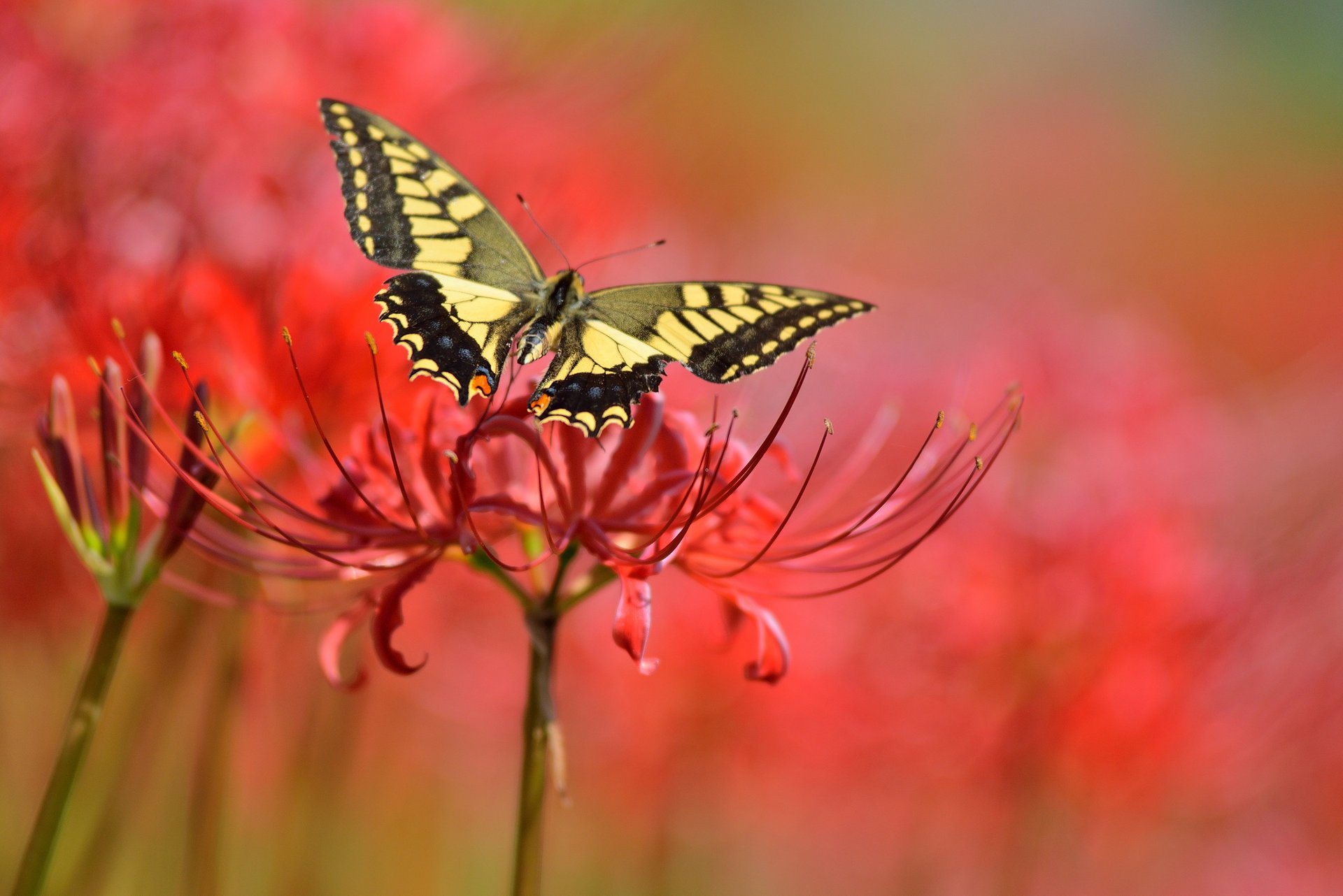 background butterfly red flower flower