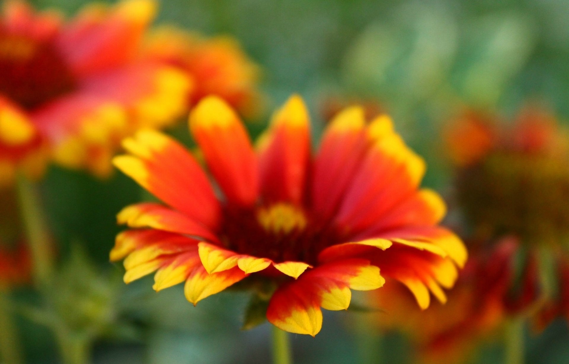 macro yellow flowers red bright flower