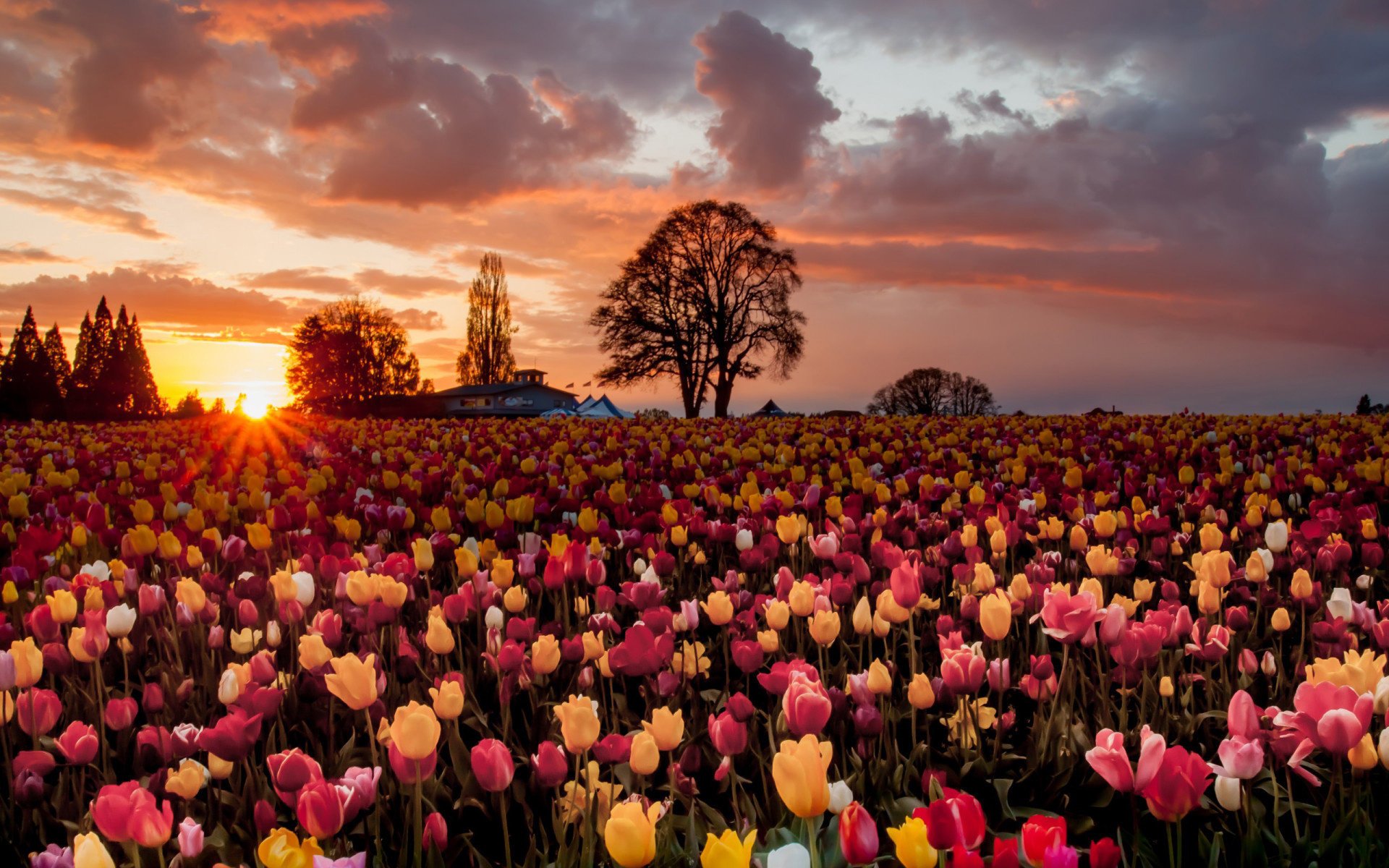 flores tulipanes campo sol puesta de sol