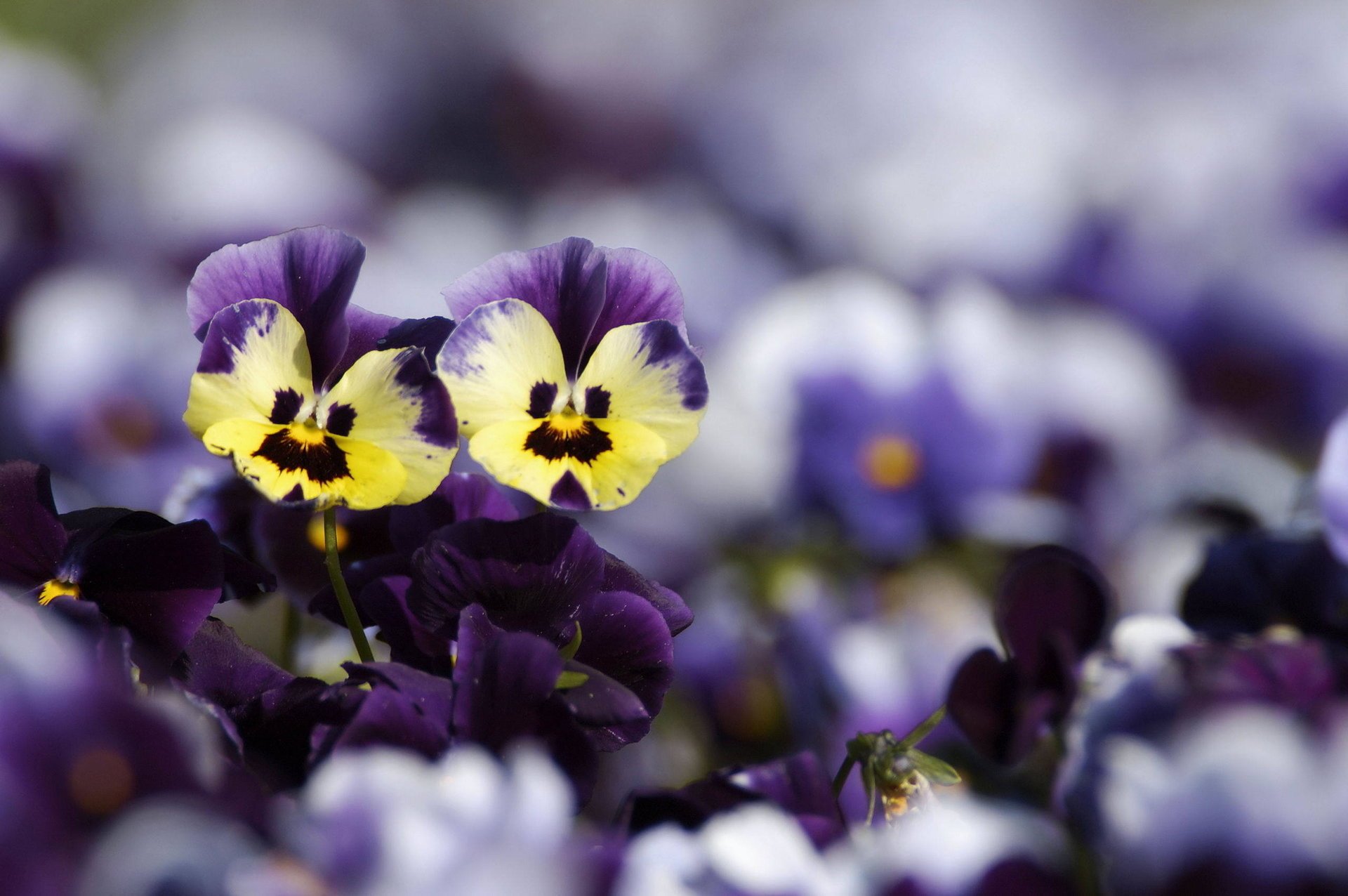 viole del pensiero gialli fiori sfocatura viola