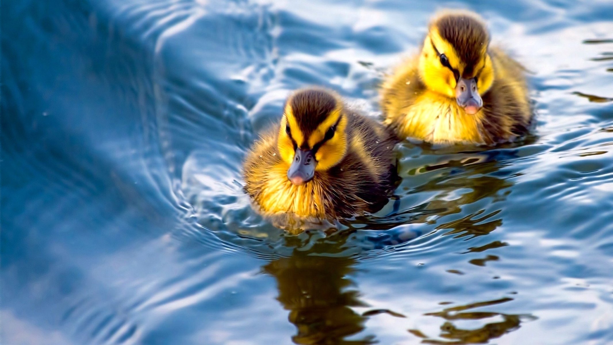 erste schwimmen fotograf entenküken