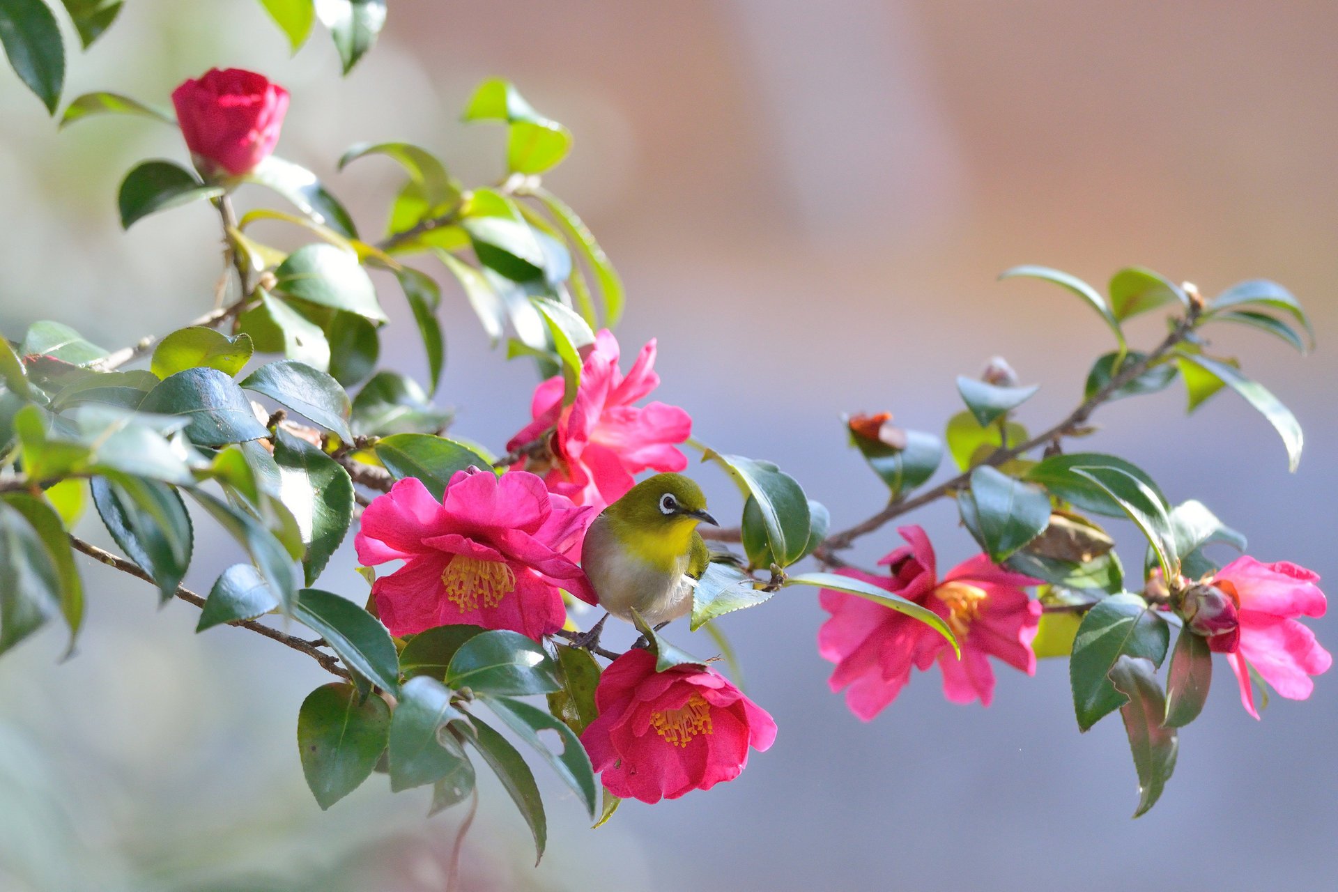 weißauge zweig blätter blume kamelie vogel