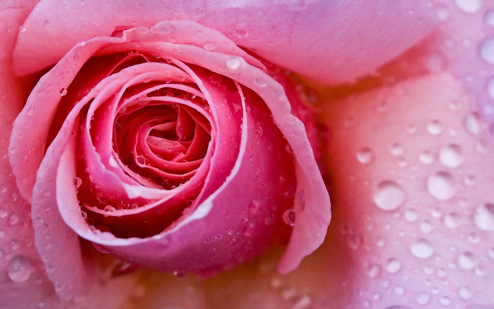 fleur gouttes macro pétales rose rose