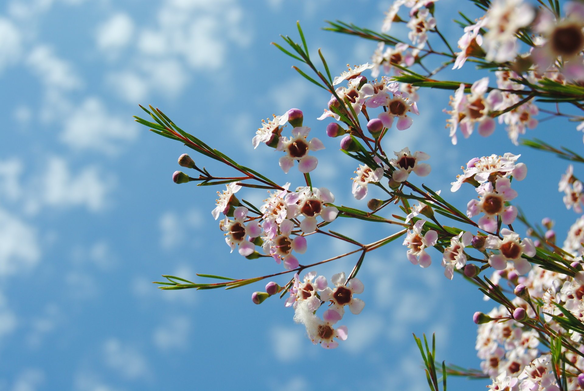 blumen himmel blau natur