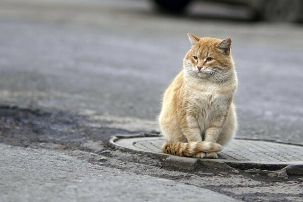 A red cat stands guard over the hatch