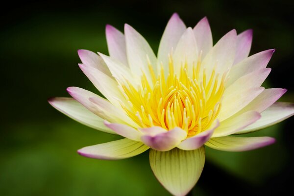 Gelber Lotus, der sich auf dem Wasser öffnet